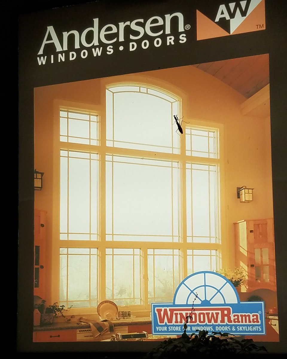 JenJen554V's tweet photo. Nope. No bug on your screen. Just a visitor checking out Andersen windows. #prayingmantis #AndersenWindows #WindowRama #WalkingStick #Coolbug https://t.co/GXQ4lNRBOY
