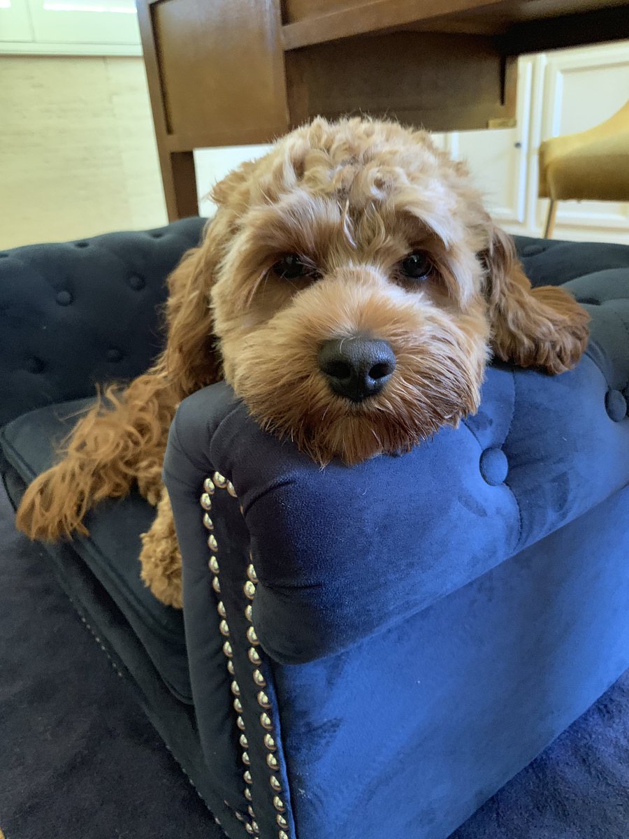 KarenDavid's tweet photo. Mylo. ❤️🐾🐶 #myrascal https://t.co/HNo2CFsw9M