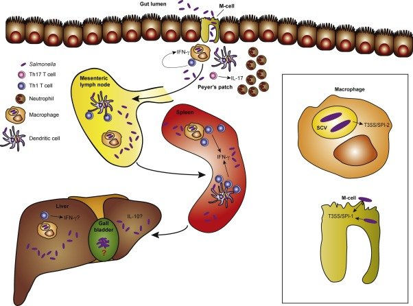 Micropathogene2's tweet image. #OpenAccessWeek #Salmonella infection is a common bacterial #disease that affects the intestinal tract. It is typically live in animal and human intestines and are shed through feces. Humans become infected most frequently through contaminated water or food. #ThursdayThoughts