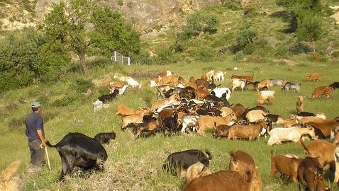 avmalacologia's tweet photo. #AFOCAS hace un llamamiento para recuperar el oficio y práctica del pastoreo en la Sierra de Espadan. El curso para "ser pastor" totalmente gratuito que iba a celebrarse en octubre se traslada a noviembre por falta de alumnos. 652 80 99 89 info@afocas.org https://t.co/9gDfqzn5Kh https://t.co/Sk1rCz91GZ