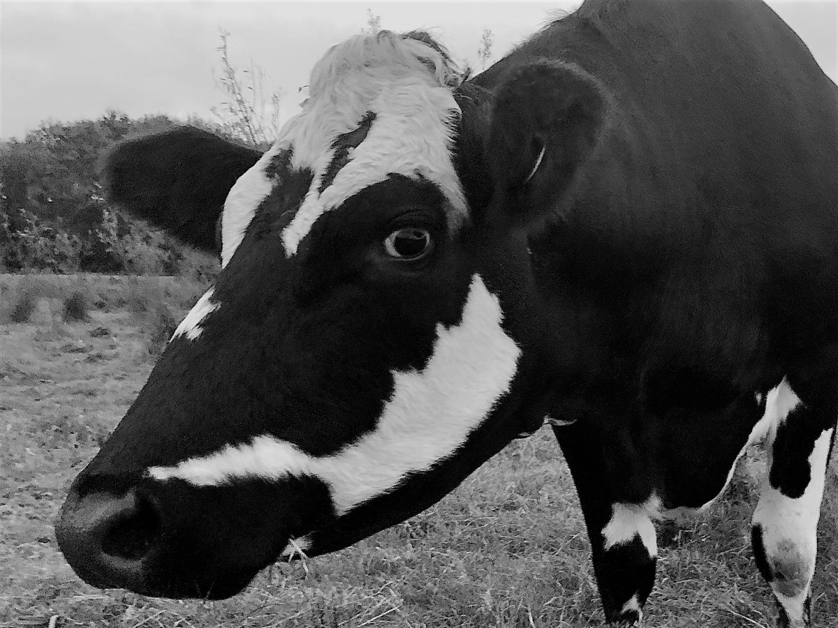 The lovely "Lily" showing us her beautiful markings 🐄<a href="/NorthiamDairy/">The Cart Horse</a> 
#happycows #cow #farmlife