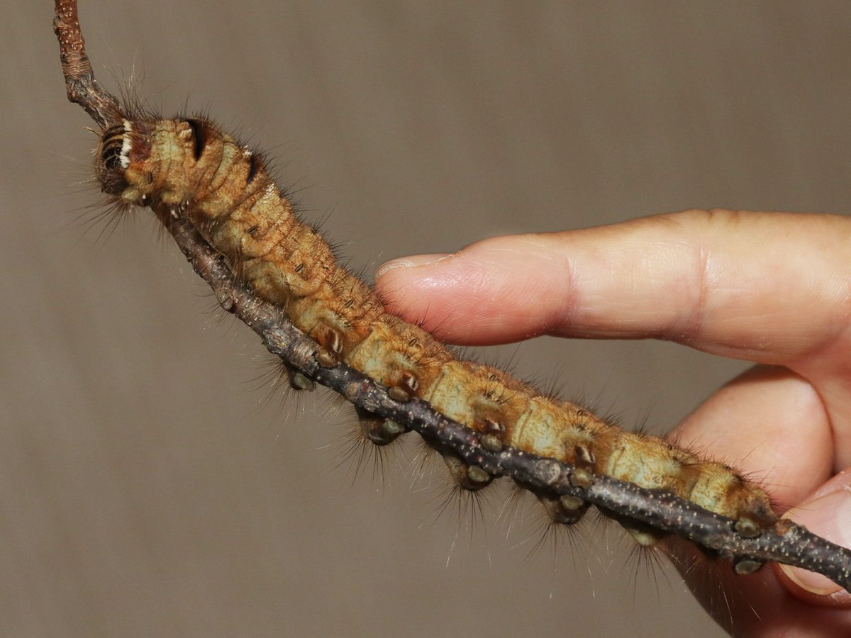 川邊透 たいてい嫌がりますが 動きの少ない毛虫 の場合 なすがままになることもあります このクヌギカレハは とてもおとなしく触らせてくれます 背中の前のほうに毒毛をもっているので要注意ですけど