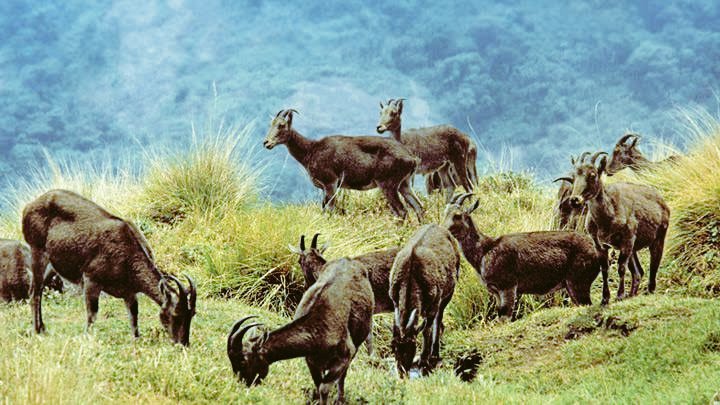 subin_pr's tweet photo. The re-birth of Kerala tourism https://t.co/vVw0TpddVs