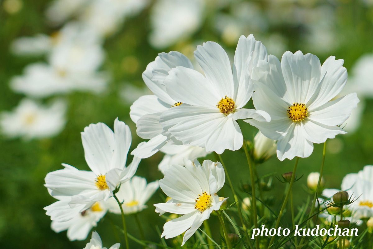 Kudochan 背の低いコスモス ソナタ 大きな花を咲かせます コスモス 花が好き 写真が好き