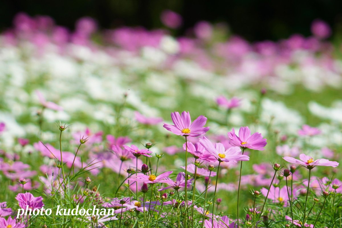 Kudochan 背の低いコスモス ソナタ 大きな花を咲かせます コスモス 花が好き 写真が好き