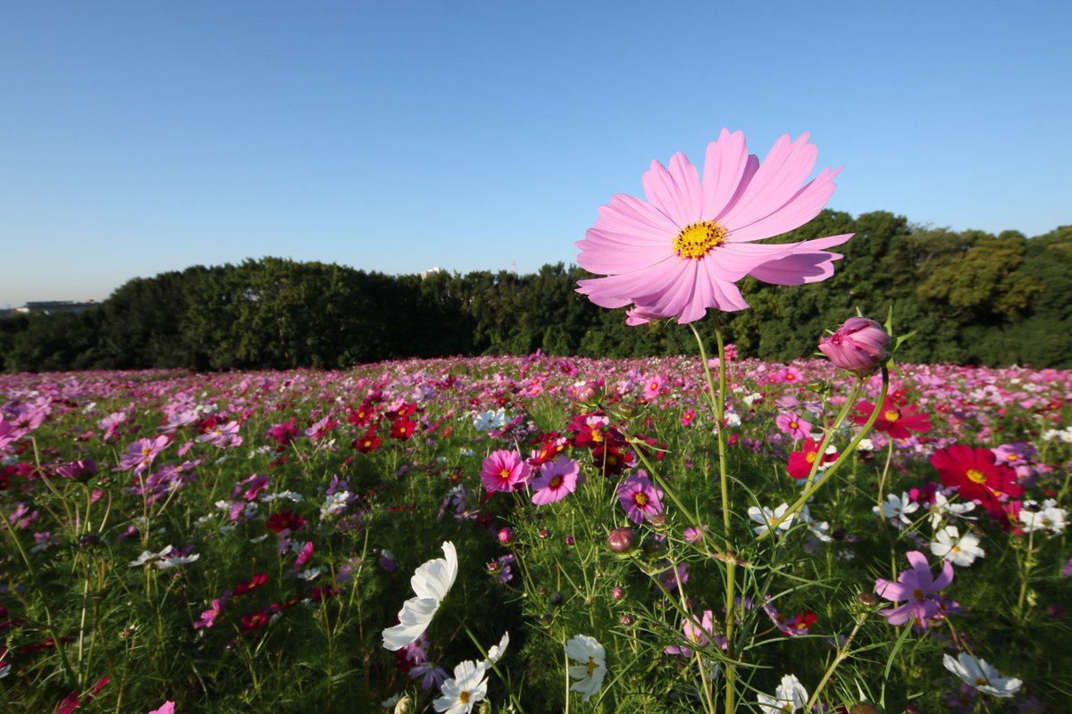 もずやん 大阪府広報担当副知事 万博記念公園 吹田市 花の丘では 11月4日 日曜日 まで 万博記念公園コスモス フェスタ を開催してるねん 30品種30万本のコスモスが一面に咲き誇る姿は圧巻 期間中は ミニコンサートなども実施 お気に入りの