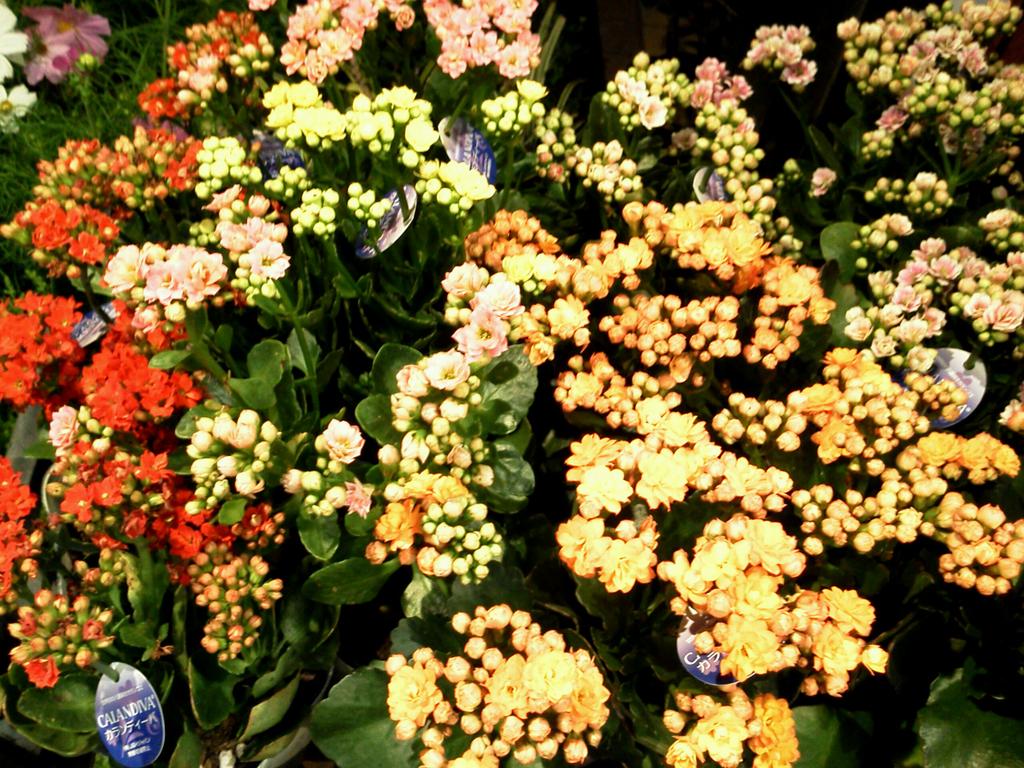 カランディーバ Twitter Search Twitter