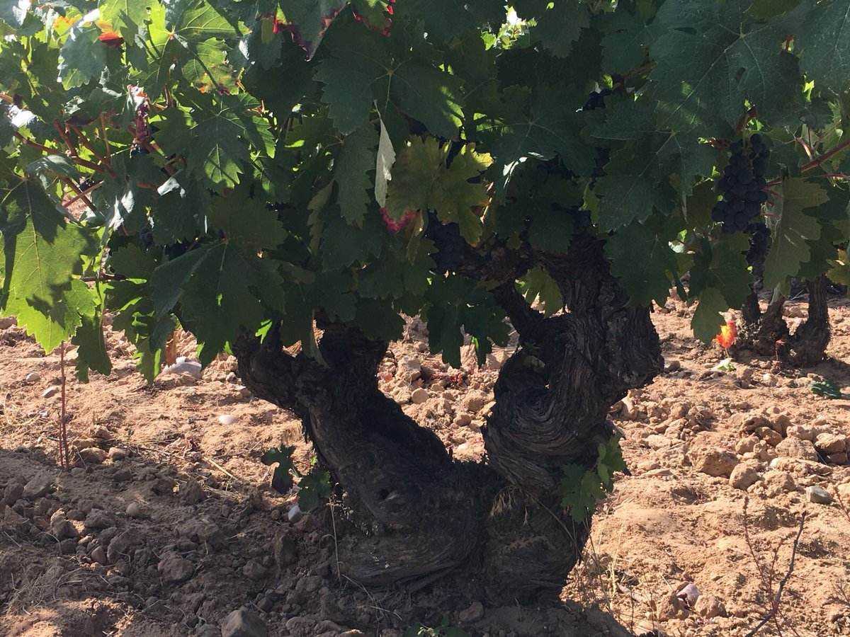 BodegaNegon's tweet photo. Vendimiar estos viñedos centenarios de #negon es una auténtica #ilusion y #alegria .
La mayor satisfacción de un #vigneron https://t.co/MCDyAI2flK