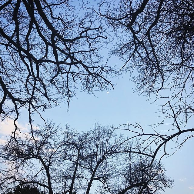 SavanahBeechey's tweet photo. Spot the🌛 https://t.co/dHS1DuXkiV https://t.co/xXp5mt3loa
