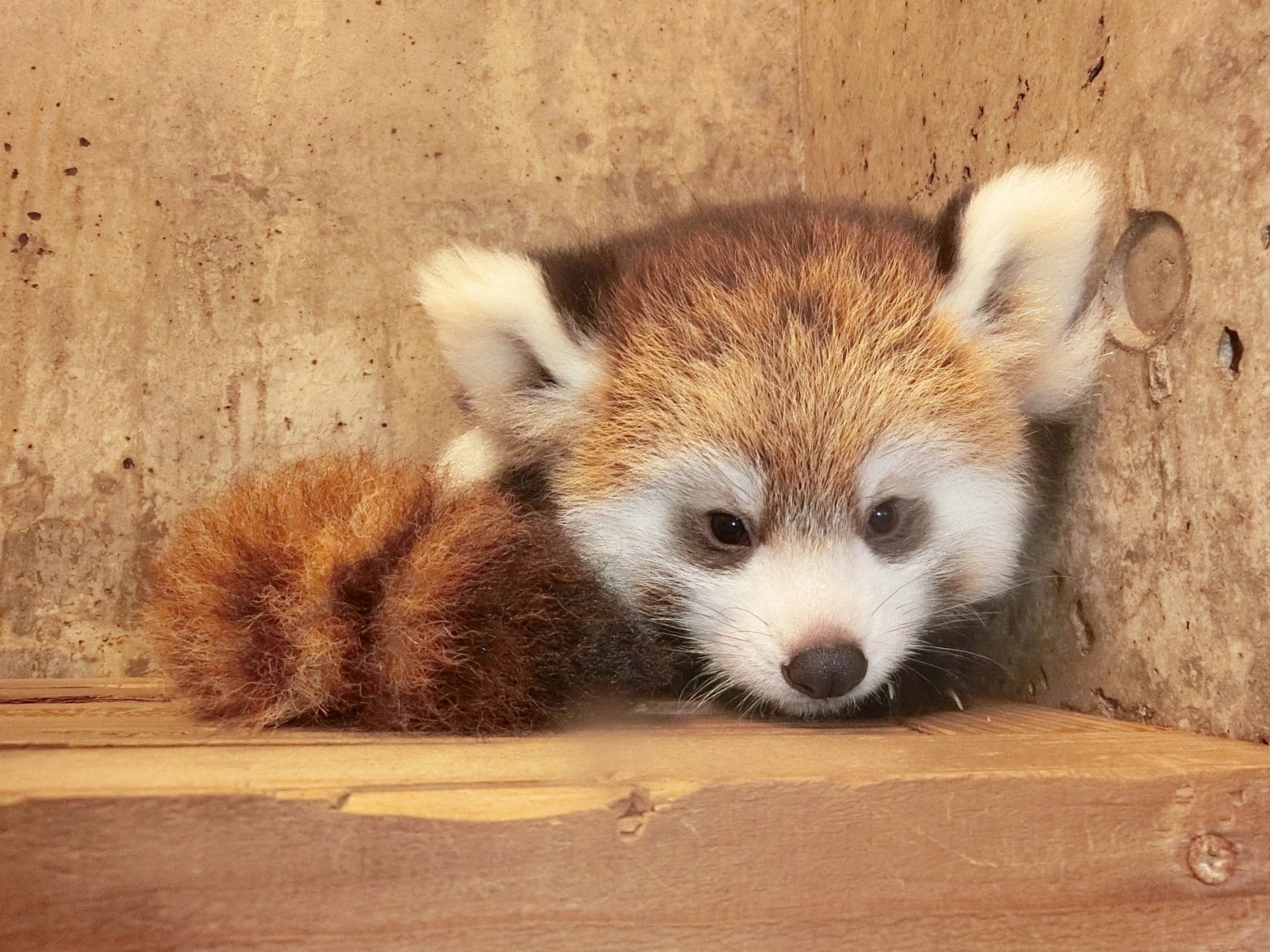 埼玉県庁 レッサーパンダの赤ちゃん公開 Amp 名前投票 こども動物自然公園では10月13日 土 からレッサーパンダ の赤ちゃんを公開して赤ちゃんの名前投票を始めます かわいい赤ちゃんを見に来て 素敵な名前を選んでください T Co Ydrd9ml2cm 埼玉県庁 レッサーパンダの赤ちゃん公開 Amp 名前投票 こども動物自然公園では10月13日 土 からレッサーパンダ の赤ちゃんを公開して赤ちゃんの名前投票を始めます かわいい赤ちゃんを見に来て 素敵な名前を選んでください T Co Ydrd9ml2cm