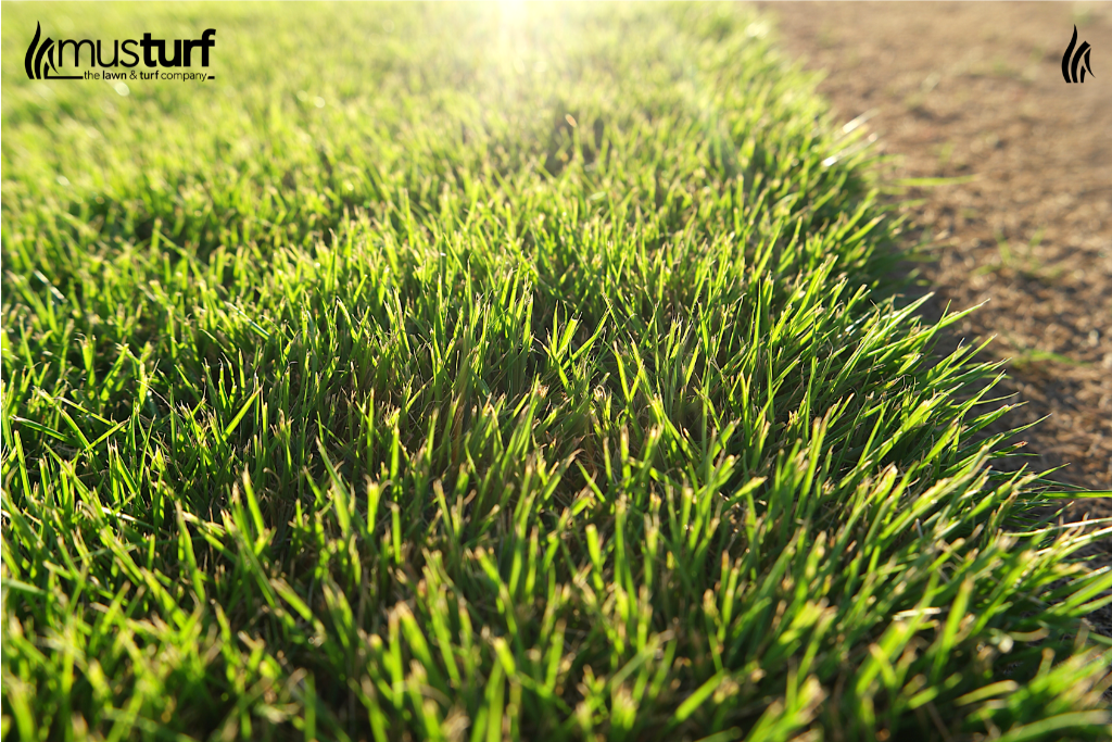 musturf's tweet photo. Don't blame it on the sunshine... 🌦️ 

Super tolerant Sir Grange thrives even in these drenched, sun-scarce days... https://t.co/9KhoFrkF3u

#SirGrange #zoysia #grass https://t.co/k0RnFleECv