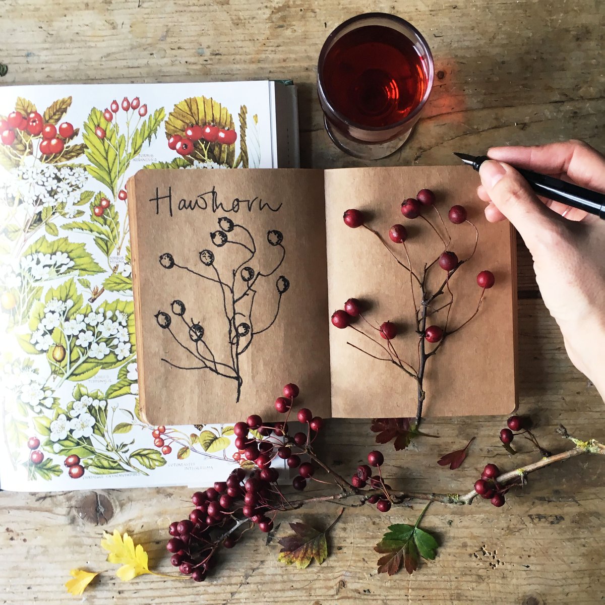 silverpebble's tweet image. Species to look out for:

Hawthorn (Crateagus sp.). 

Colloquial names incl Arzy Garzies, Hagthorn, Bread &amp;amp; Cheese, May.

Apparently witches made their brooms from the wood &amp;amp; bathing in dew from the blossom will confer beauty.

There's a recipe for hawthorn gin in #makingwinter.