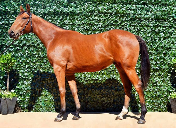 This Niconoise x Miss Bombay 3yo Bay Gelding is ready to lease with Syndicate sponsorship of $10K. Brilliant mover, big strong gelding by first season sire in Niconoise, this fellow has further scope to improve on his already impressive frame. Contact andrew@aintreepark.com.au