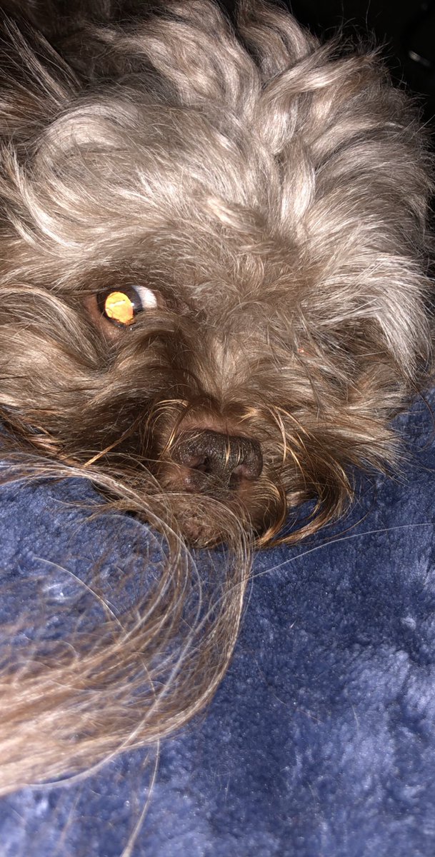CEO_Leroux's tweet photo. I just lost my fucking best friend #ripchoco I love you, you were the best puppy I could’ve asked for. I will fucking miss you https://t.co/mlQp0tH93R
