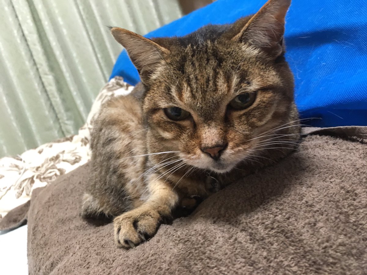 ふてぶてしい顔