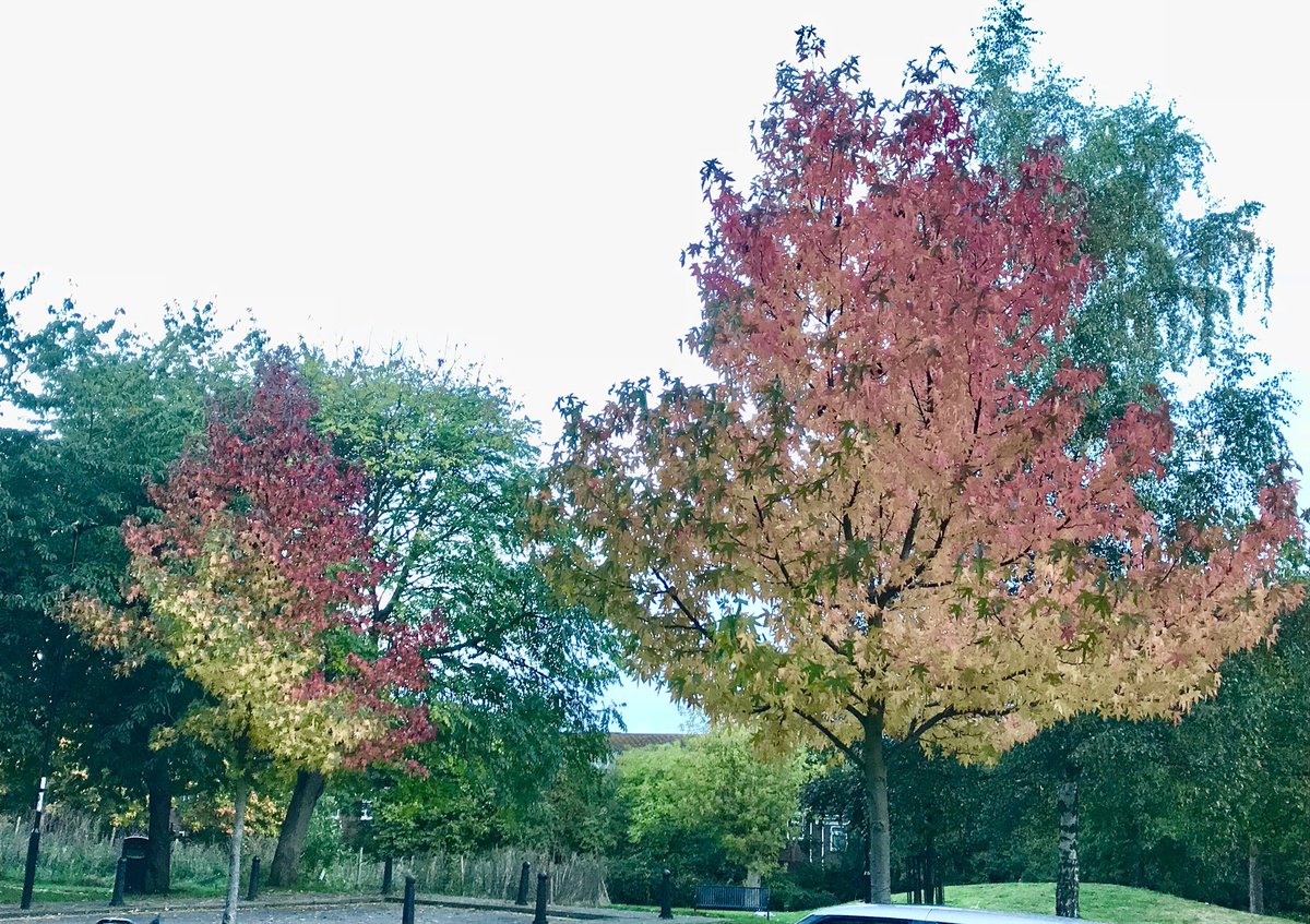 tombragg10's tweet photo. TGI #Autumn https://t.co/mxzZbM6mKz