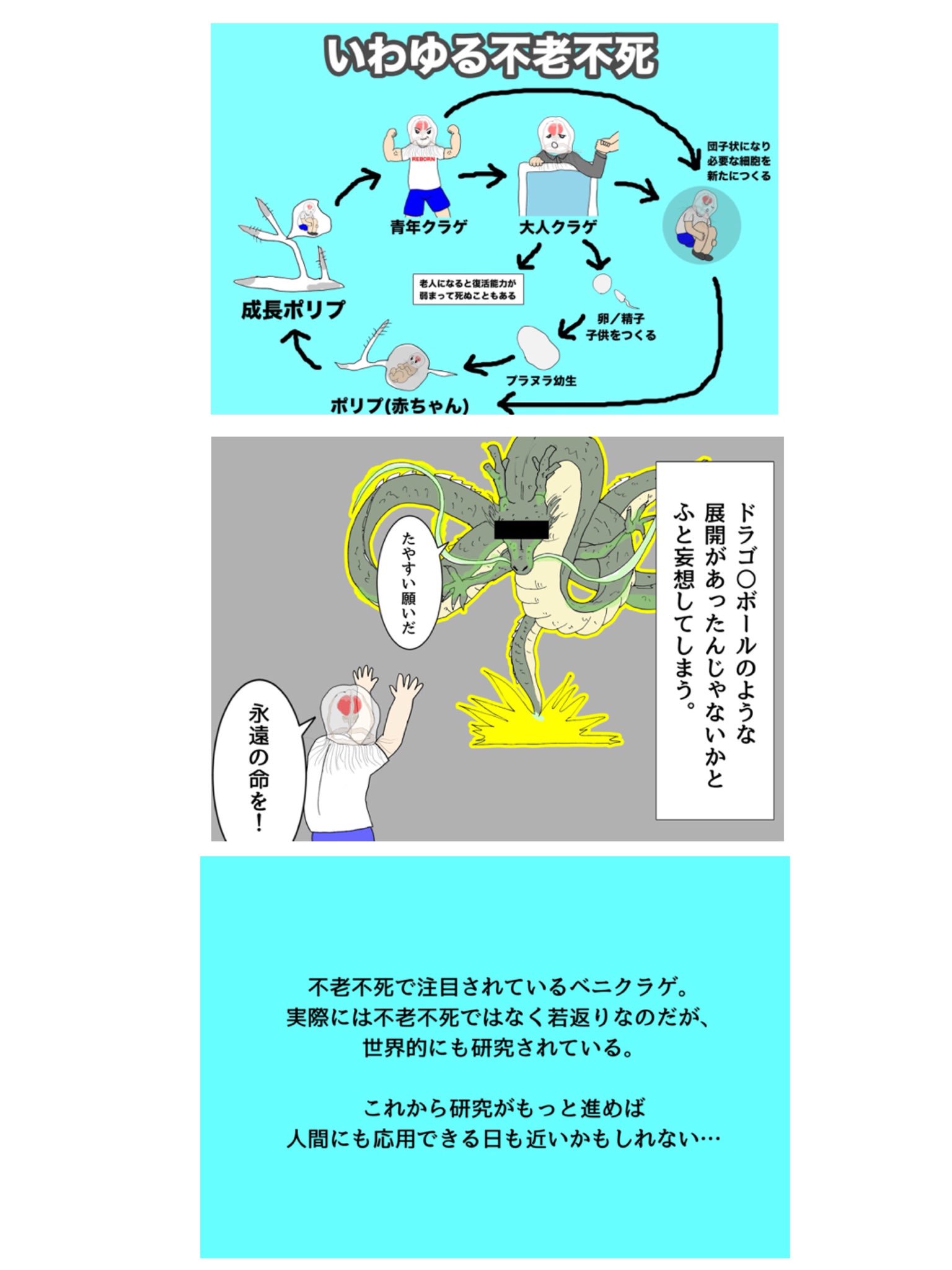 ウミウシパイセン 海のプロデューサー 今日は不老不死のベニクラゲの生態 人間に応用される日も近いのかな ウミウシパイセン 海のプロデューサー 今日は不老不死のベニクラゲの生態 人間に応用される日も近いのかな
