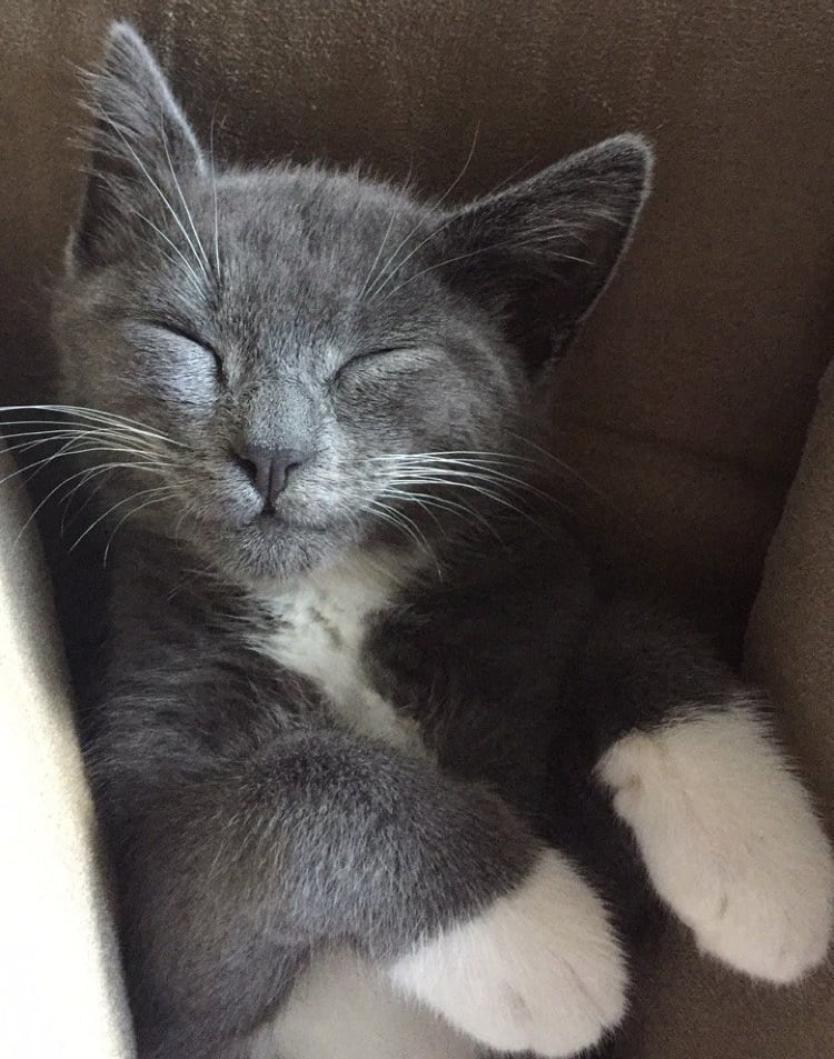 SmrodCats (@smrodcats) on Twitter photo 