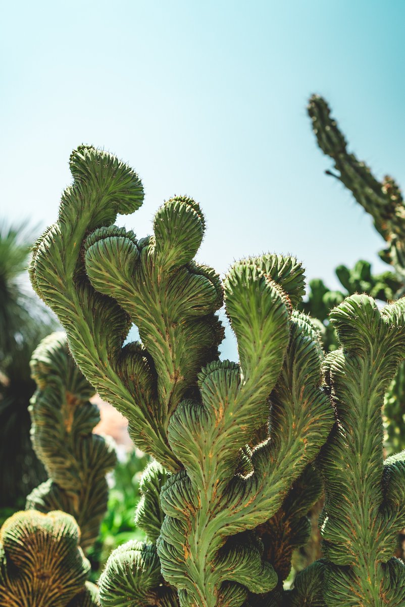 Built on the cliff-side, the Exotic Garden offers a breathtaking view on the Principality of Monaco and invites you to discover succulent plants with extravagant shapes of which cactus constitutes the most known family. #monaco #jardinexotique #exoticgarden #miellsandpartners