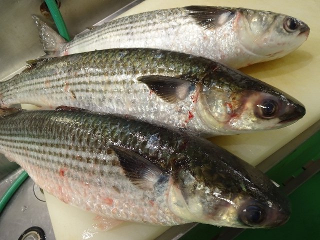 意外に知られてない 鯔 高い魚でなんて読む 読めたらすごい漢字クイズ Sotokoto Online ソトコトオンライン 未来をつくるsdgsマガジン
