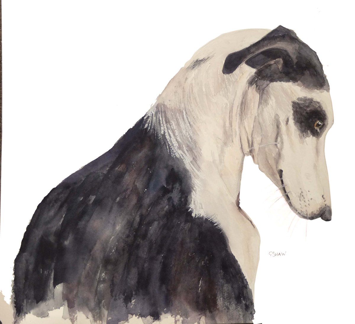PalaceArtsCIC's tweet photo. Today’s featured artist is Carol Shaw
Grace                              
Watercolour 
69x63cm
£420
:
.
.
.
.
.
#palacearts 
#redcar 
#exhibition 
#artgallery 
#originalart 
#artnortheast 
#teessidegallery 
#watercolour 
#dogs
#petportrait 
#carolshawartist https://t.co/V6MJr7qVFS