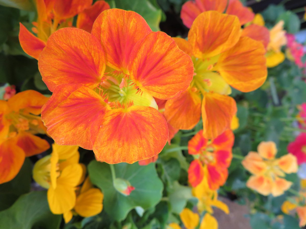 美しい花の画像 綺麗な忠誠 花 言葉 美しい花の画像 綺麗な忠誠 花 言葉