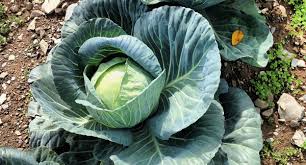 توییتر Farmbizafrica در توییتر Queen F1 Cabbage Variety Can Earn Farmers Ksh 167 500 In 85 Days Gt T Co Wqmb4gtgzv T Co Xdapd1sqiq توییتر Farmbizafrica در توییتر Queen F1 Cabbage Variety Can Earn Farmers Ksh 167 500 In 85 Days Gt T Co Wqmb4gtgzv T Co Xdapd1sqiq