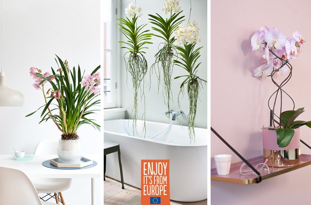 Kom 13 oktober naar de orchidee-events bij #Intratuin en ontdek welke #orchidee in jouw interieur past. Kijk voor de deelnemende filialen op  orchidsinfo.eu  #orchitypes