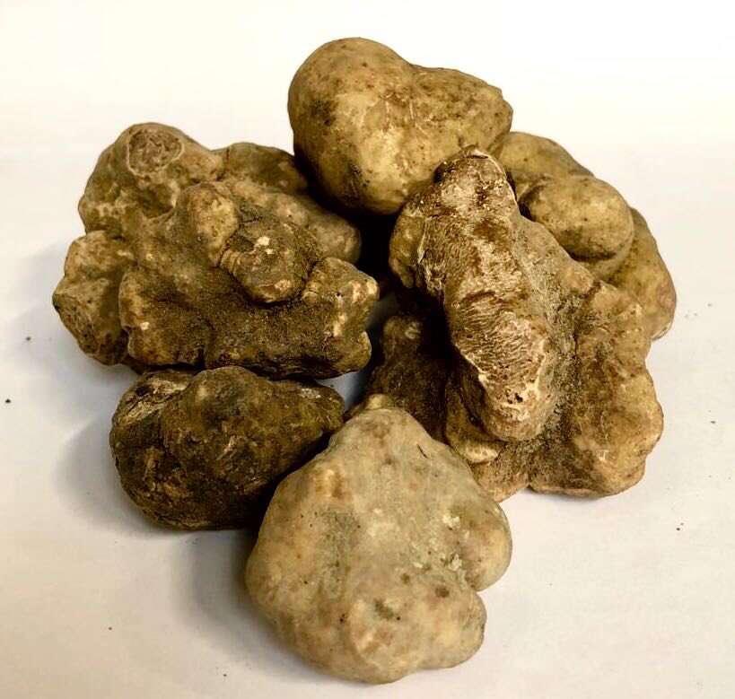Het seizoen van de witte truffel, de koningin onder de truffels, is duidelijk begonnen. De huidige weersomstandigheden zijn perfect te noemen.
Voldoende vocht en vorstvrije nachten zorgen ervoor dat we kunnen genieten van een onvergetelijke smaakbeleving.