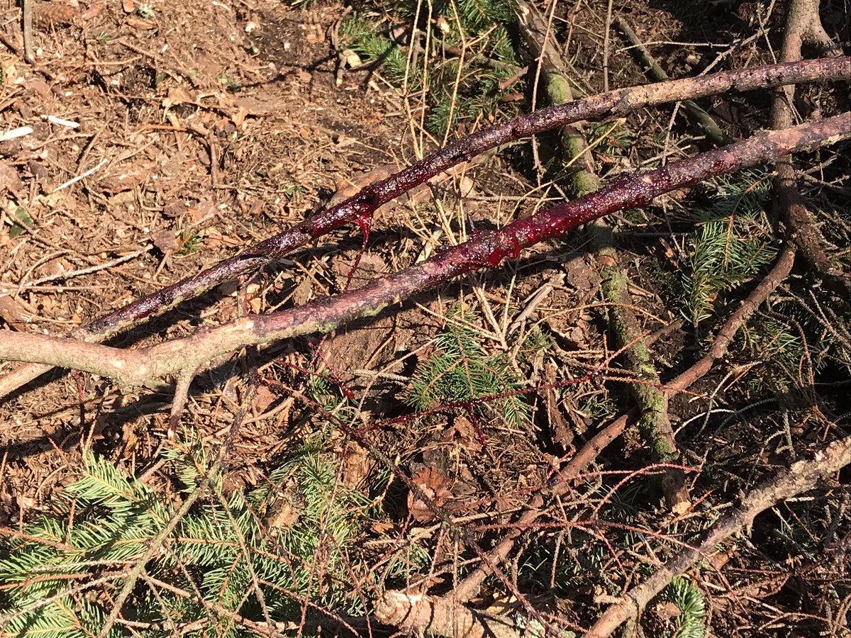 Josef Kvasnička on Twitter "Další útok medvěda. Tři ovce nad Jarcovou