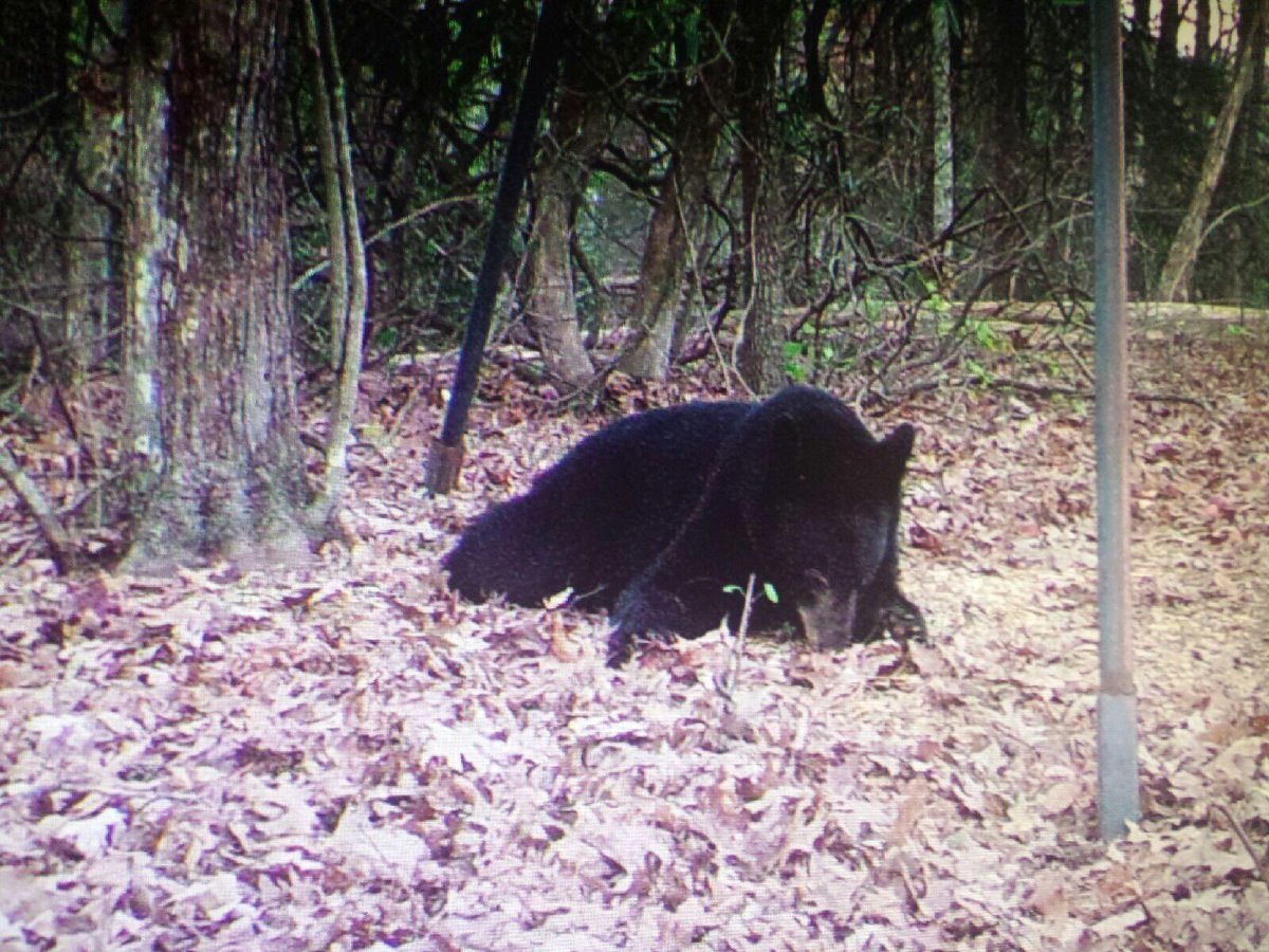 aaa_outdoors's tweet photo. Guided bear hunts in WNC. Limited dates and availability. #bears #bearhunting #ncbears #hunting #bruins #mountainbears #huntingguides https://t.co/fqsNjrETYp