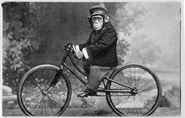 This monkey was sad because his bike needed a service but Cardiff Cycle Care did not exist at the time.