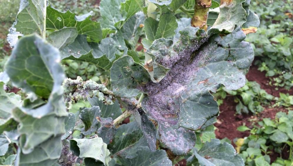 Minimising further insect pests invasions in Africa buff.ly/2RHFGDK