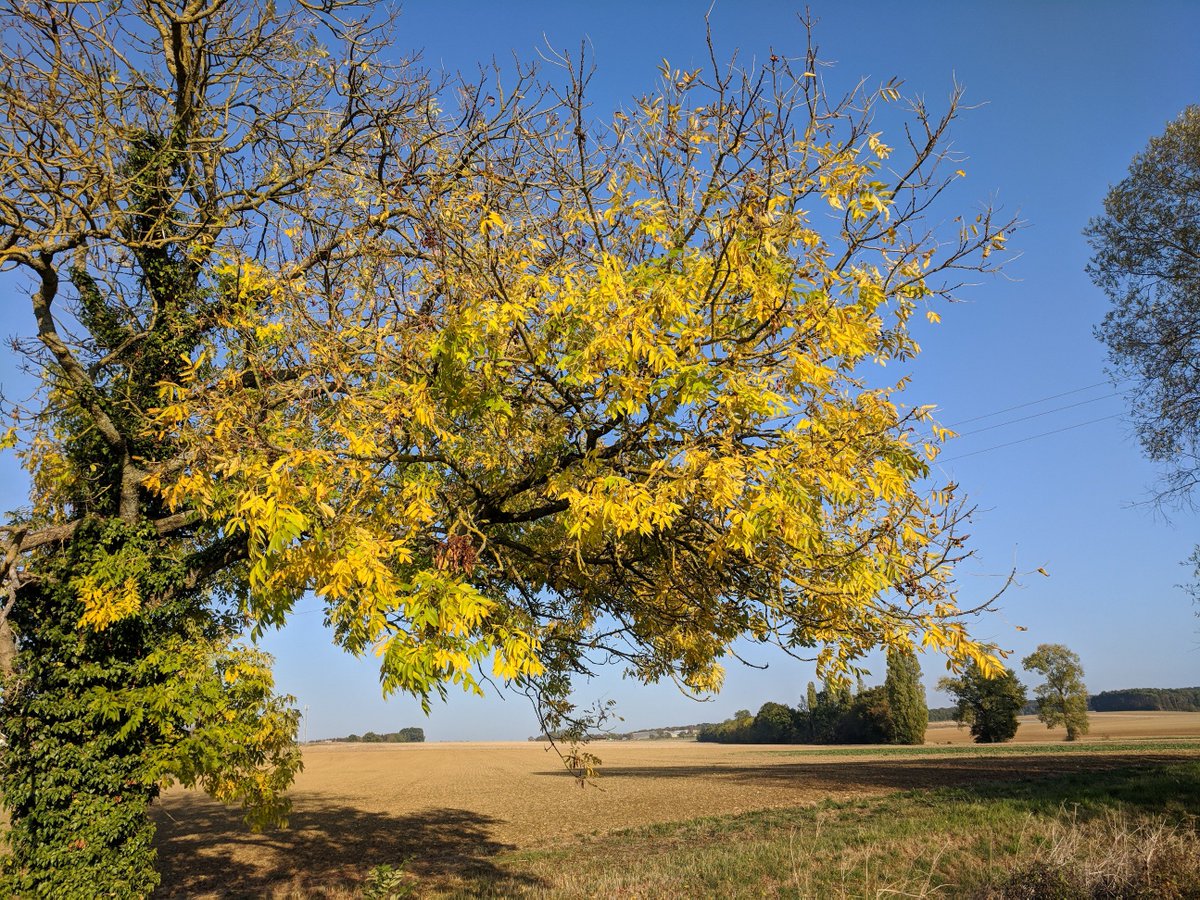 Chaource_Aube's tweet photo. Très belle journée à toutes et tous ☀️❤️
Chaource, la commune où il fait bon vivre 👍.
#Chaource #payarmance #automne #paysagemagnifique #France 🇫🇷#fromagedechaource #fromageaop #eglisesaintjeanbaptiste #miseautombeau #couleursautomnales #octobre #nature #arbres #feuilles https://t.co/4rIklL4Ivg