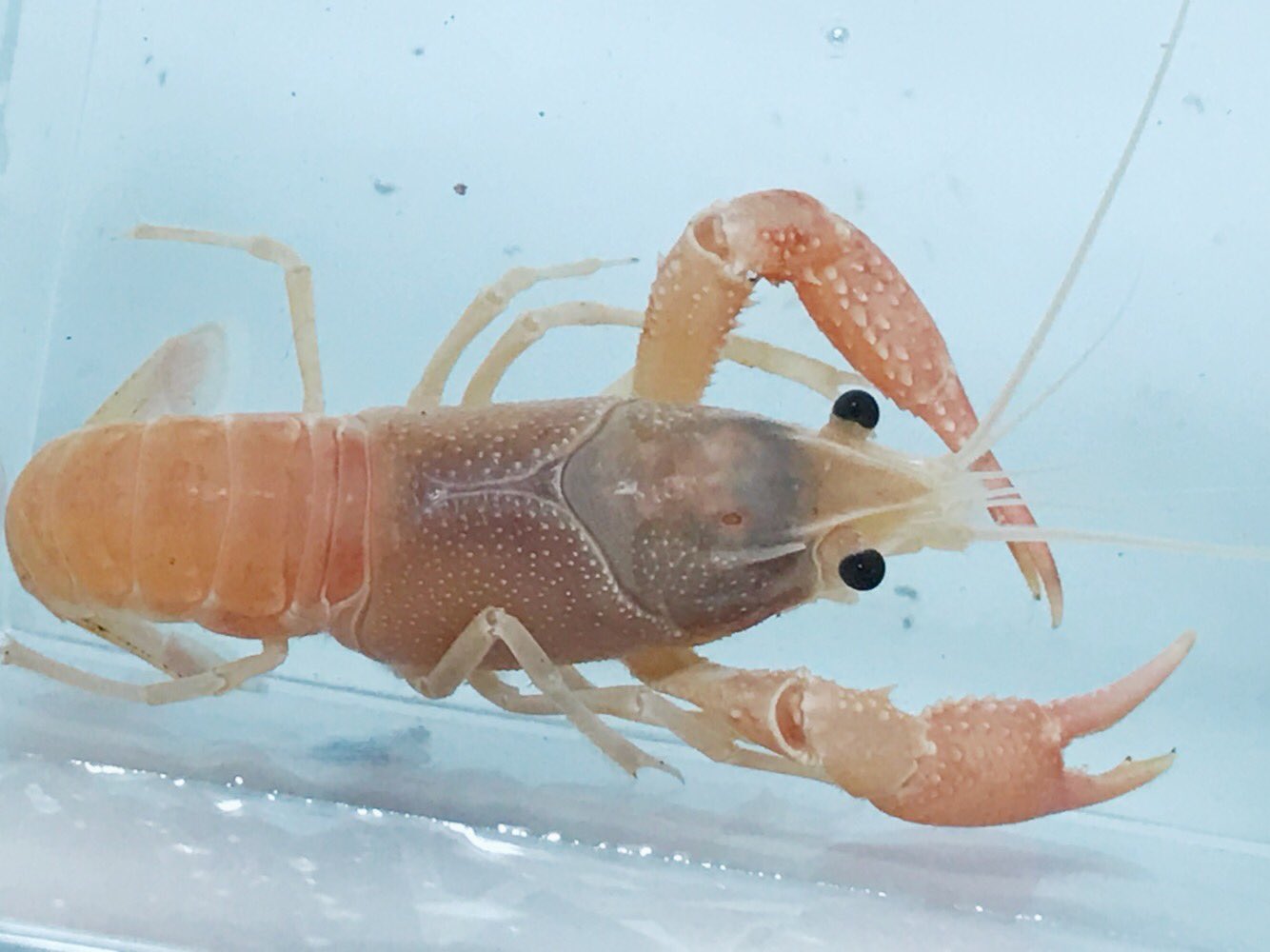 メダカ エビ 生物市場守屋 ピンクゴースト 仮 サンセットゴーストから生まれた変異個体 で 成長して繁殖可能サイズの今まで この色彩で育ってます 今後は不明 此方も販売予定 アクアリウムバス 生物市場守屋 横須賀めだか サンセット ゴースト