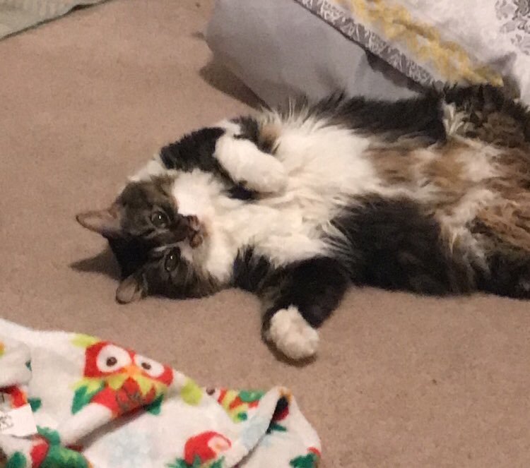gemacleod's tweet photo. Literally thought I was a dog person for my entire damn life. Now here I am living life as a cat person and I have been missing out. https://t.co/z5Yev9uTQW