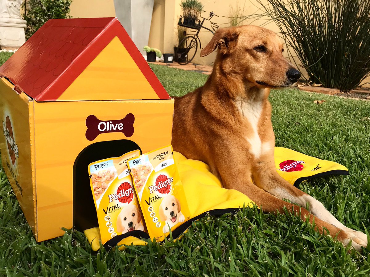 ElBroide's tweet photo. What. A. Queen! #PedigreeSA sent Olive this adorable personalized dog house and some yummy treats and she literally feels on top of the world ๐ Obsessed with this pooch of mine. https://t.co/R5NTxXMmAA