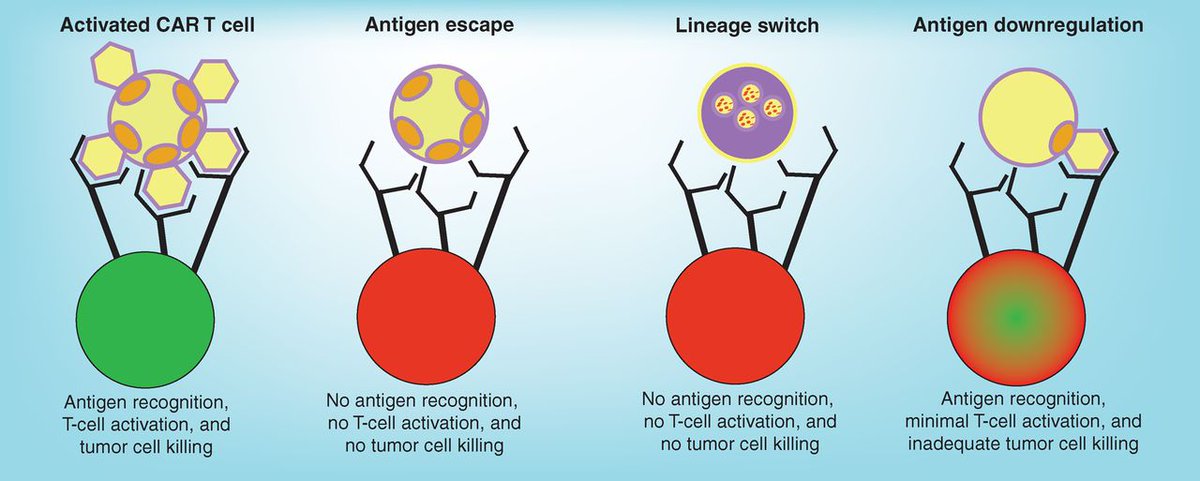 Frontiers - Tumor-Specific T Cell Activation in Malignant Brain Tumors - Immunology