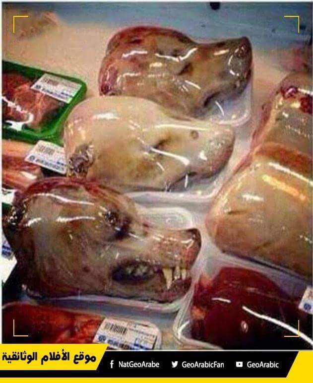 wendyharris2861's tweet photo. @LabourAnimalRG Back in 5/11/15, led by the wonderful #robflello the global dog/ cat meat trade's was debated &amp;agreed that UK would approach thesecountrys Embassies on health implications of eating dogs/cats &amp; nada's been heard since can u update us plse? Whos Robs replacement? https://t.co/nstNywJnmo