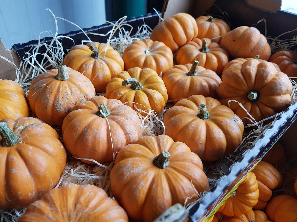 Pau_Pau_Food's tweet photo. Pumpkin shopping! https://t.co/zredGu5QLI