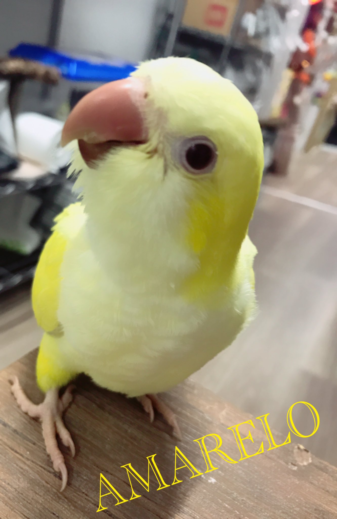 Amarelo A Twitteren オキナインコのルチノーは店長的には正直別に ﾟwﾟ って感じだったんですが この子は可愛い 性格もとんでもなく可愛い Amarelo オキナインコ T Co Ucypwc5awg Twitter