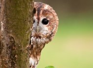 sally_rewilding's tweet photo. Where are most of the twits, twoos and kee-wicks?
How about contributing to the national owl survey? It's easy, peasy, owl squeezey and will help to record the number and location of owls in the UK
https://t.co/Sbgg9kDQjw
#MScPlDiv #MScSISS #MScWILDMAN @_BTO https://t.co/sOMbgK7qWU