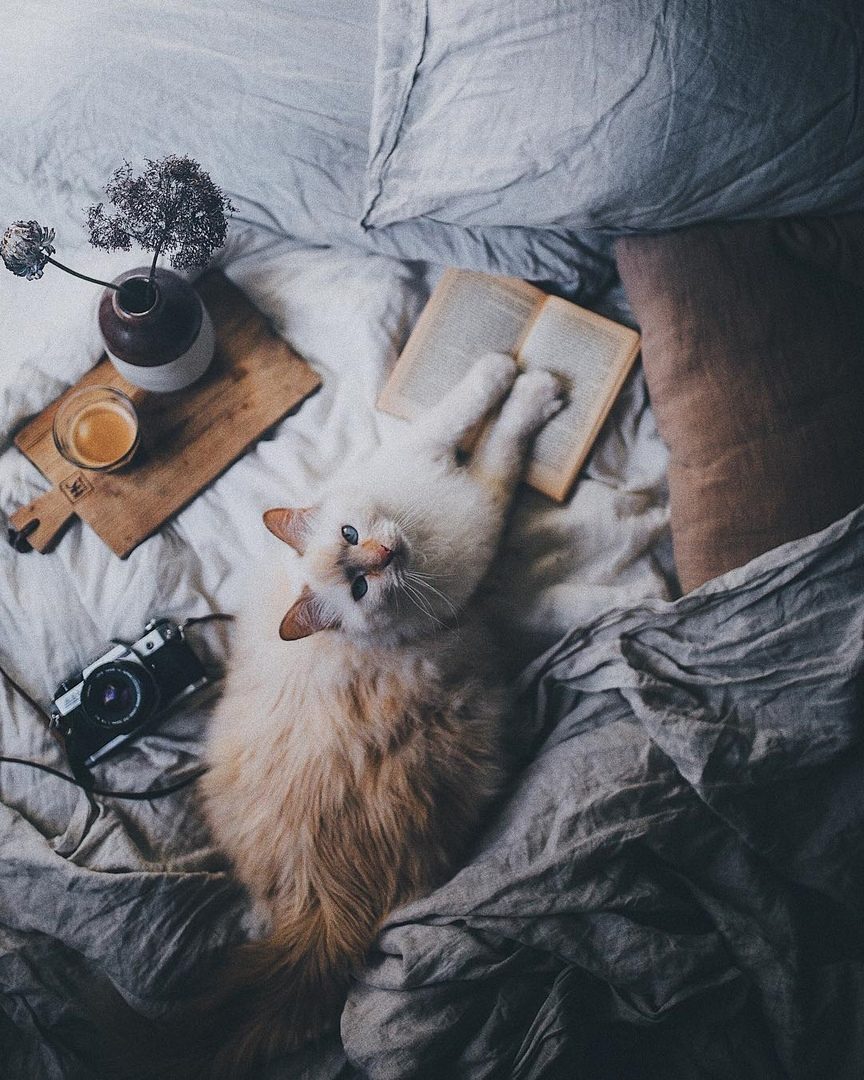 элвин люсьер работы. фонетическая зарядка. Girl on an old sofa рисунок. I am sitting. девочка сидит в уголку.