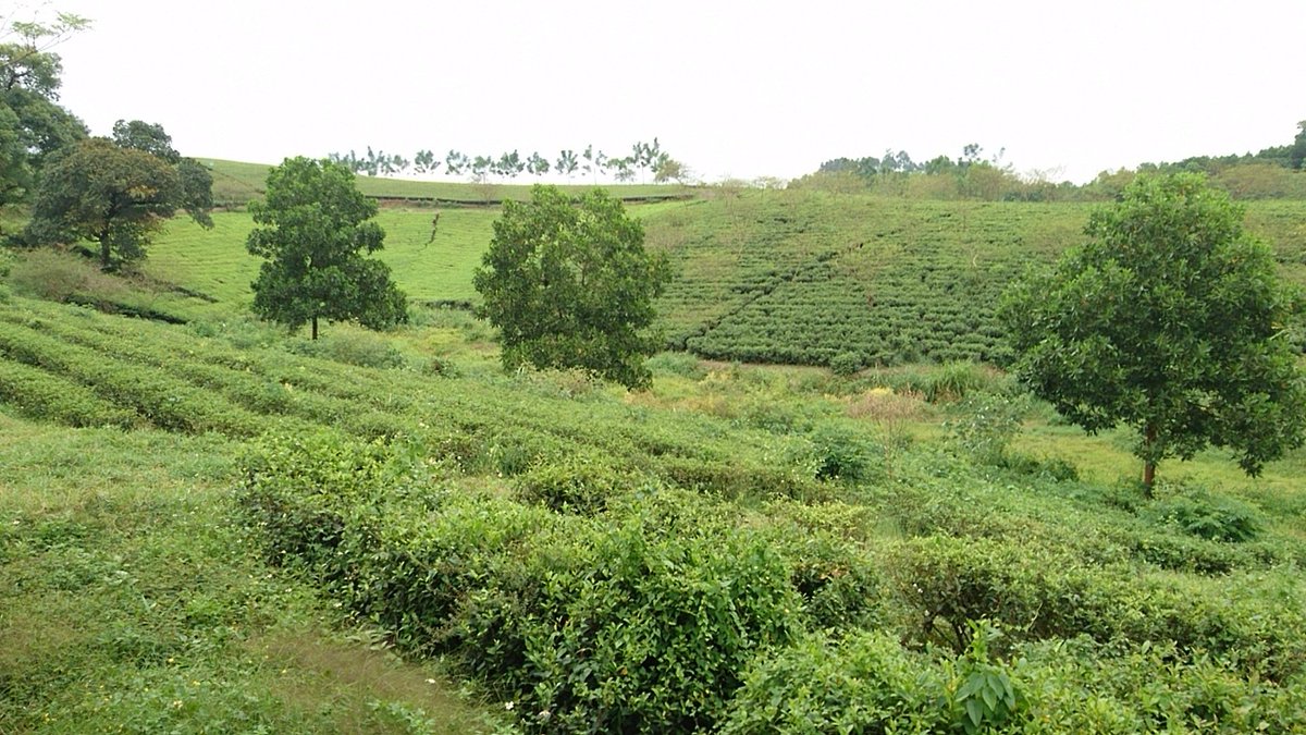 LeeHudek's tweet photo. Day 3 of our @CrawfordFund #capacity_building workshop on #intercropping with #inoculated #legumes was a #feildtrip to some #intercropping trial sites around Hanoi. Today, Day 4 we're back at the @CIAT_Asia labs identifying #microbes using #molecular techniques @DeakinCeRRF https://t.co/zgx7tZDnlX