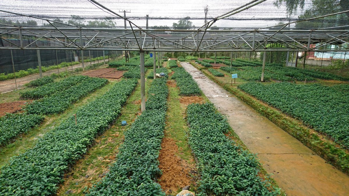 LeeHudek's tweet photo. Day 3 of our @CrawfordFund #capacity_building workshop on #intercropping with #inoculated #legumes was a #feildtrip to some #intercropping trial sites around Hanoi. Today, Day 4 we're back at the @CIAT_Asia labs identifying #microbes using #molecular techniques @DeakinCeRRF https://t.co/zgx7tZDnlX