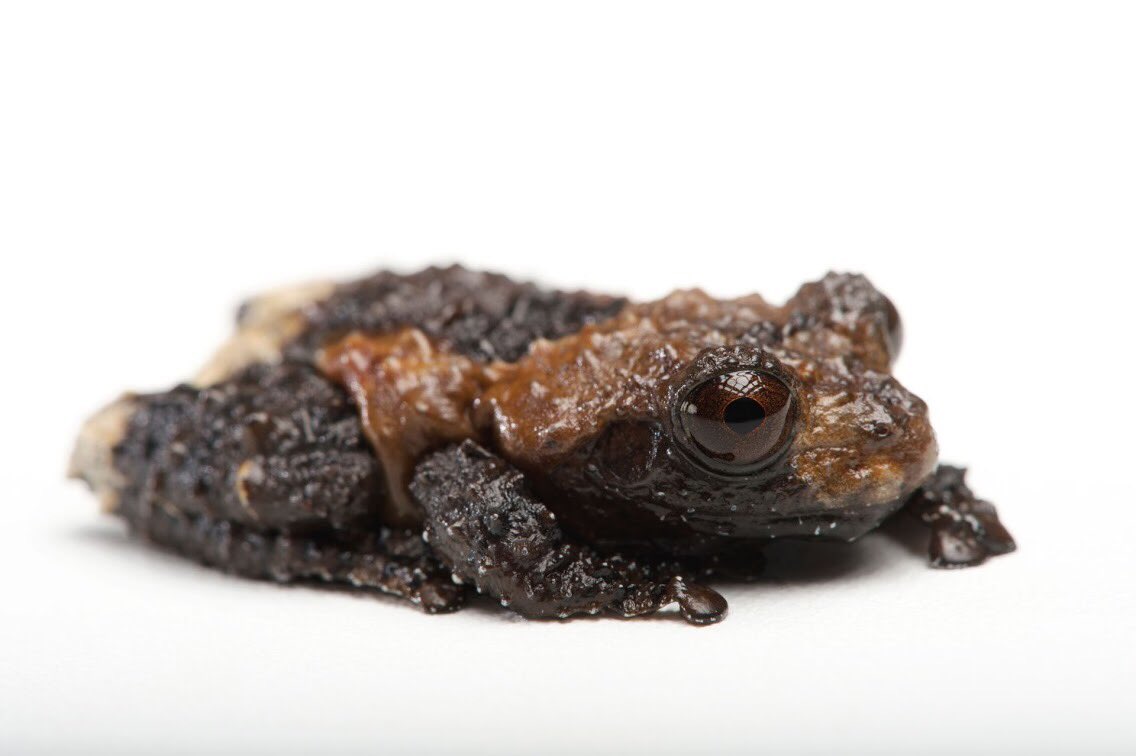 Joel Sartore tweet media