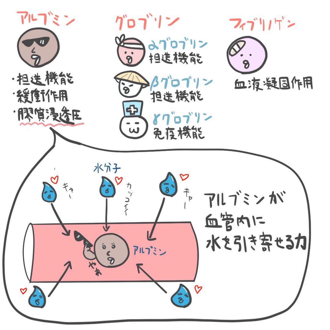 ゴロ−@解剖生理イラスト on Twitter: "【これだけは覚えておきたい！】 「血漿蛋白質の種類と働き」 ・割合は、アルブミン＞グロブリン＞フィブリノゲン。  ・膠質浸透圧は、アルブミンによって維持されている。 ・2枚目「ゴロ勉」より引用。… "