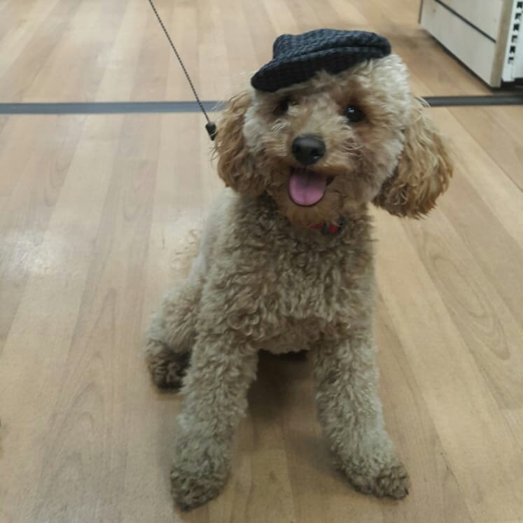 DellaTheBear's tweet photo. I tried this hat on yesterday...what ya think? Its quite Peaky Blinders isn't it?
#mugdog #toypoodle #poodle #poodles #dogs #dogsoftwitter #Dogs
 #mybabygirlmonster #poodleinthecity https://t.co/25oU0F4C1q