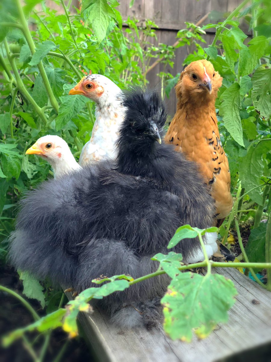 Mypetchickencom On Twitter Early Morning Garden Meeting Todays