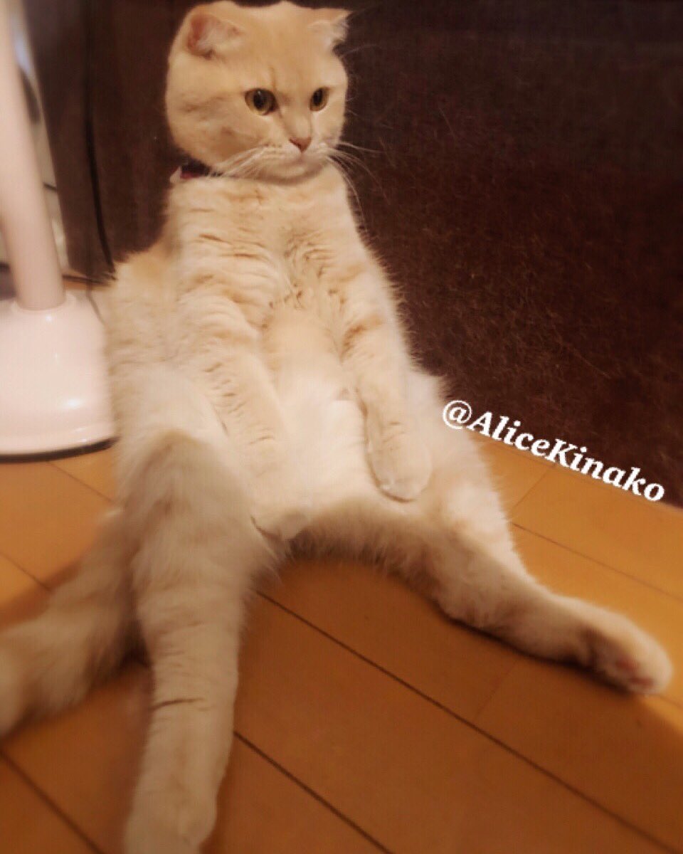 すこ座りは苦手ニャンです Twitter Search Twitter